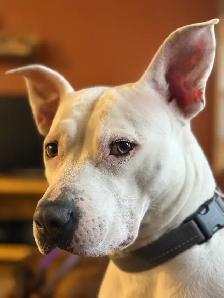 Roxy - your personal cuddle companion