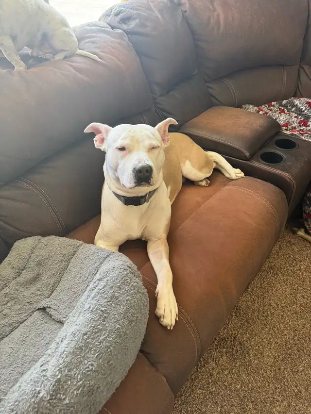 Roxy - your personal cuddle companion - Photo 2