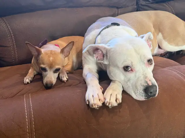 Roxy - your personal cuddle companion - Photo 3