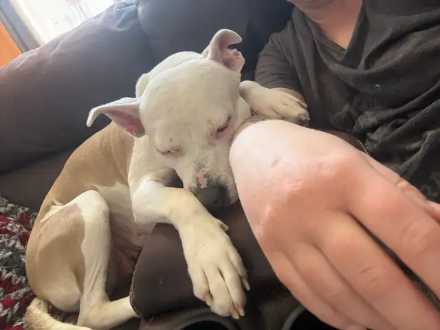 Roxy - your personal cuddle companion - Photo 4