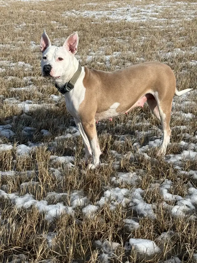 Roxy - your personal cuddle companion - Photo 5