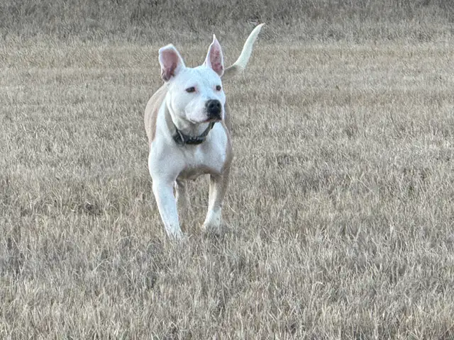 Roxy - your personal cuddle companion - Photo 7