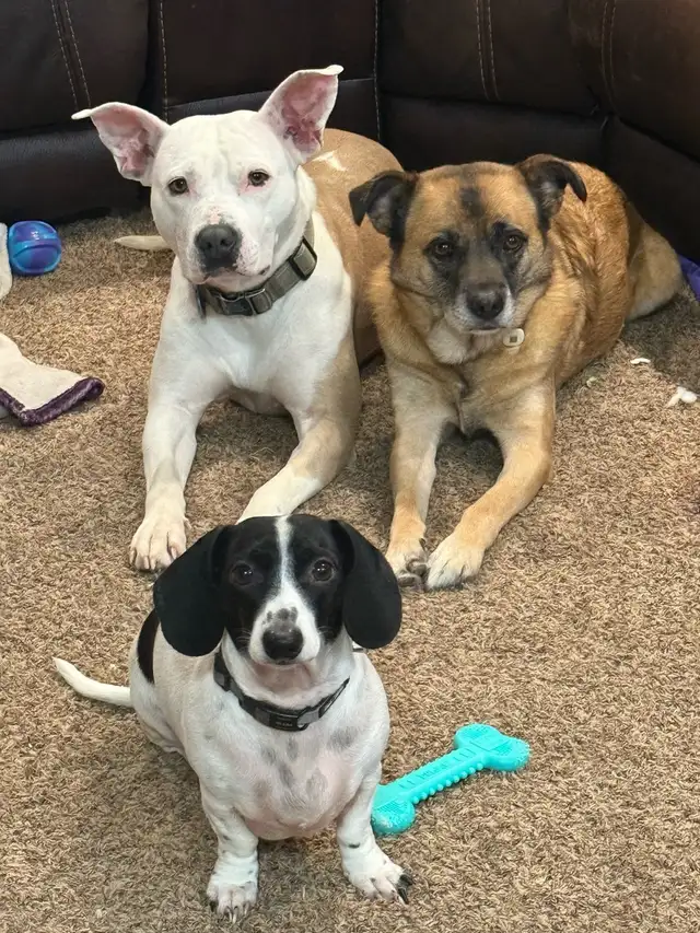 Roxy - your personal cuddle companion - Photo 8