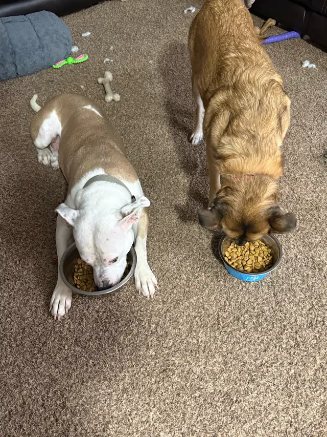 Roxy - your personal cuddle companion - Photo 9