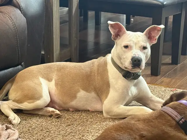 Roxy - your personal cuddle companion - Photo 10