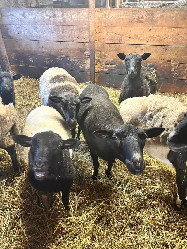 Lambs for Sale - Photo 2