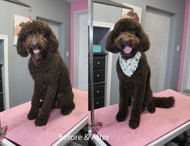 Paw Spa Pet Grooming (one on one, low stress appointments) - Photo 2