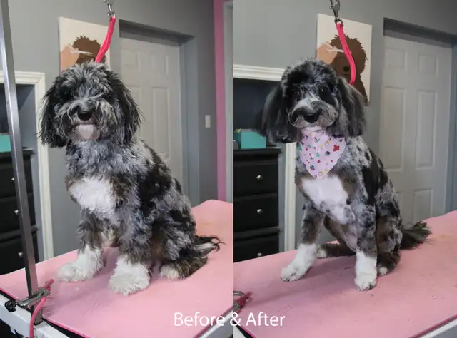 Paw Spa Pet Grooming (one on one, low stress appointments) - Photo 3