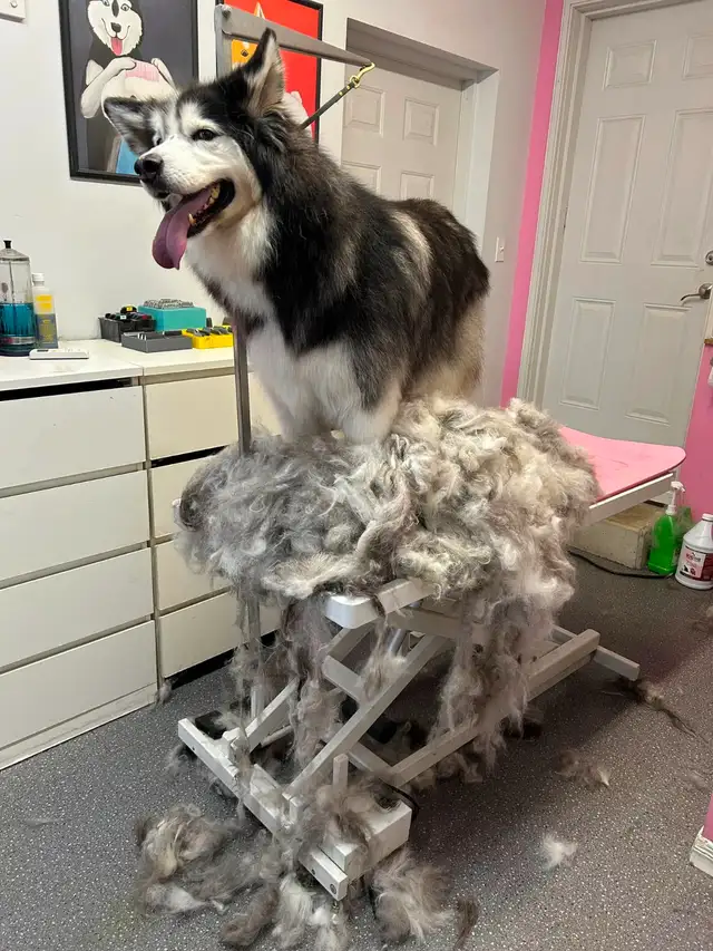 Paw Spa Pet Grooming (one on one, low stress appointments) - Photo 4