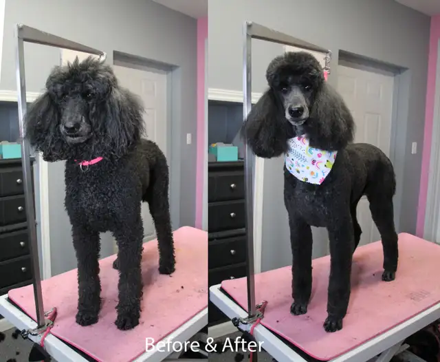 Paw Spa Pet Grooming (one on one, low stress appointments) - Photo 5