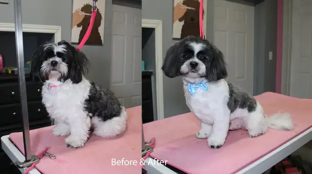 Paw Spa Pet Grooming (one on one, low stress appointments) - Photo 6