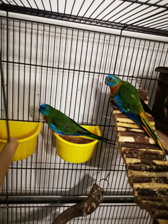 TRIO DE TURQUOISINE VIENNENT D'AVOIR DES BÉBÉS À VENDRE ENSEMBLE