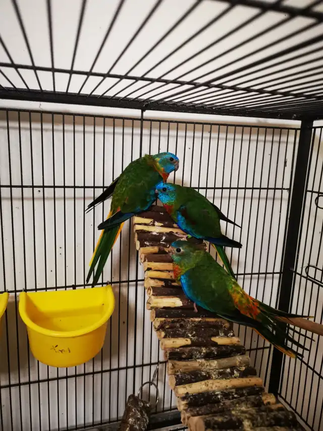 TRIO DE TURQUOISINE VIENNENT D'AVOIR DES BÉBÉS À VENDRE ENSEMBLE - Photo 3