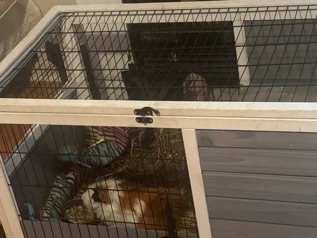 Gineau pig for rehoming!