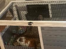 Gineau pig for rehoming!