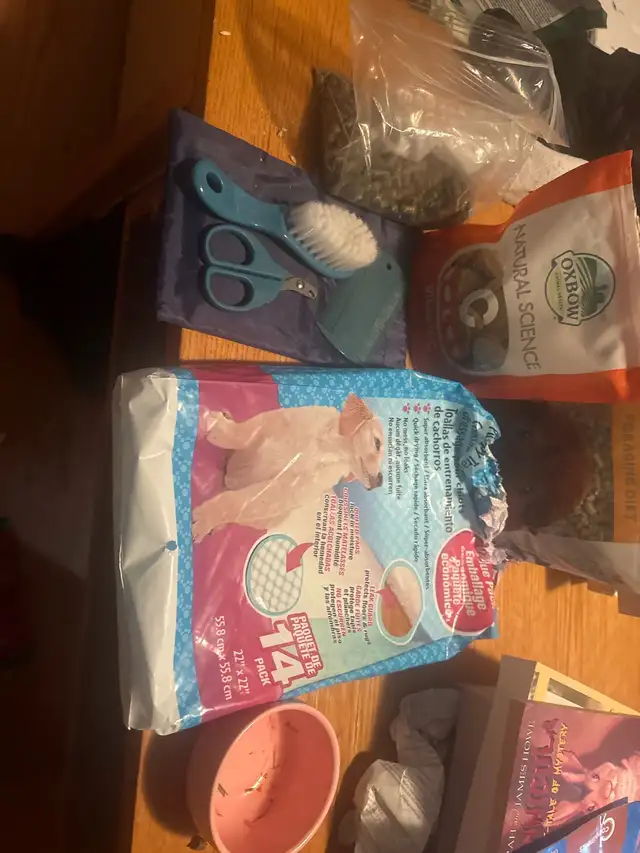 Gineau pig for rehoming! - Photo 2