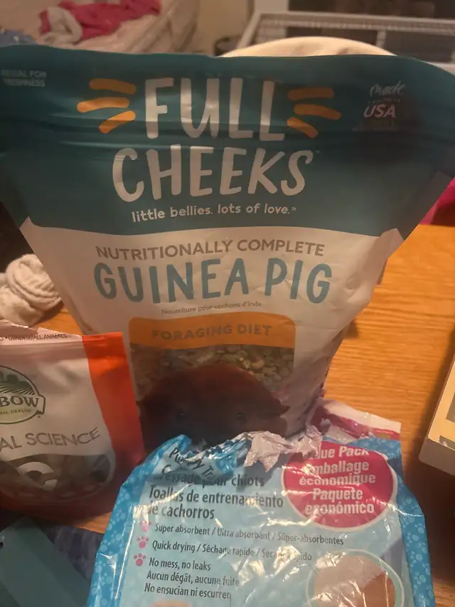 Gineau pig for rehoming! - Photo 3