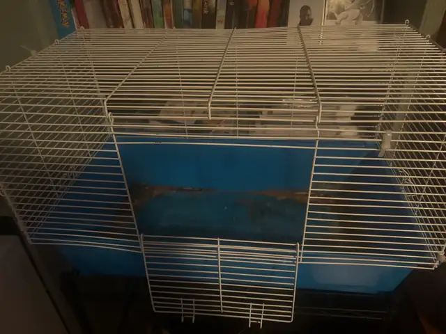 Gineau pig for rehoming! - Photo 4