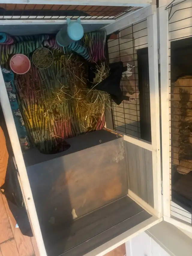 Gineau pig for rehoming! - Photo 5