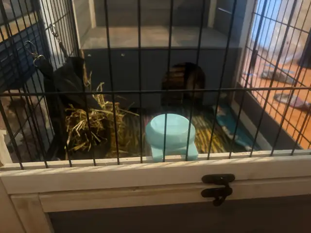 Gineau pig for rehoming! - Photo 6