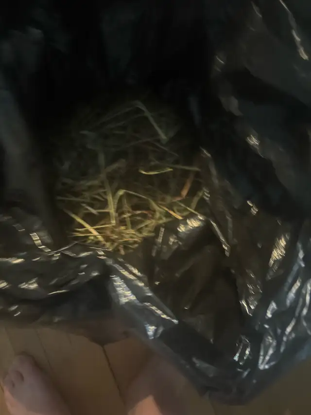 Gineau pig for rehoming! - Photo 7