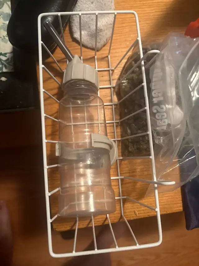 Gineau pig for rehoming! - Photo 8