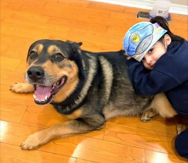 Dog for rehoming - Photo 2