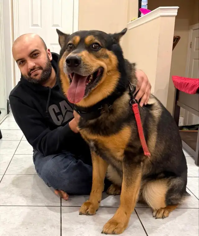 Dog for rehoming - Photo 3