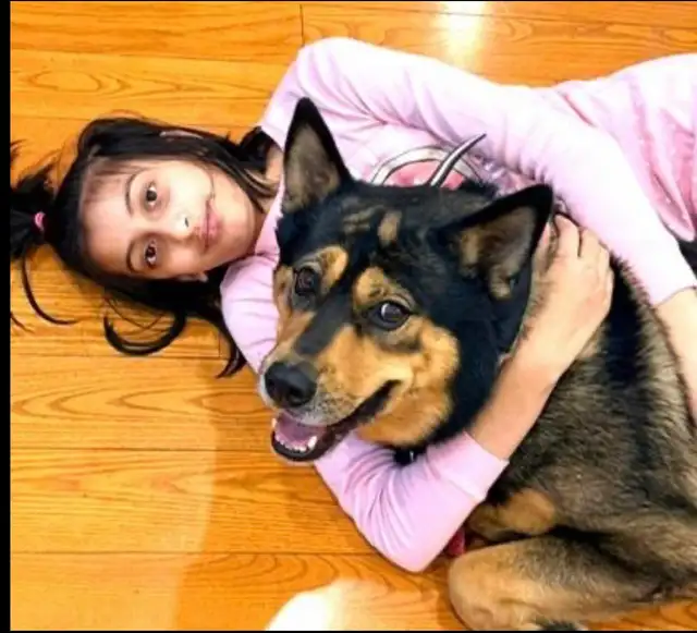 Dog for rehoming - Photo 4