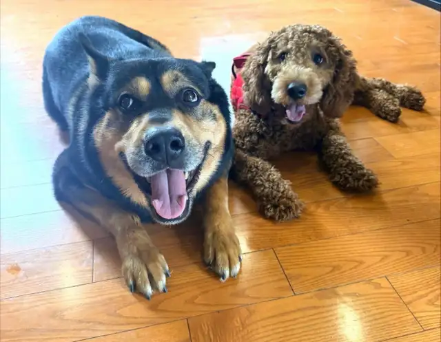 Dog for rehoming - Photo 5