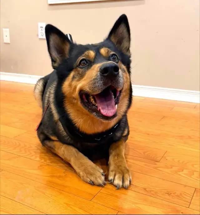 Dog for rehoming - Photo 6