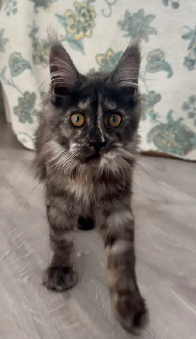 Magnificent Maine Coon Kittens – Ready for Forever Homes! - Photo 3