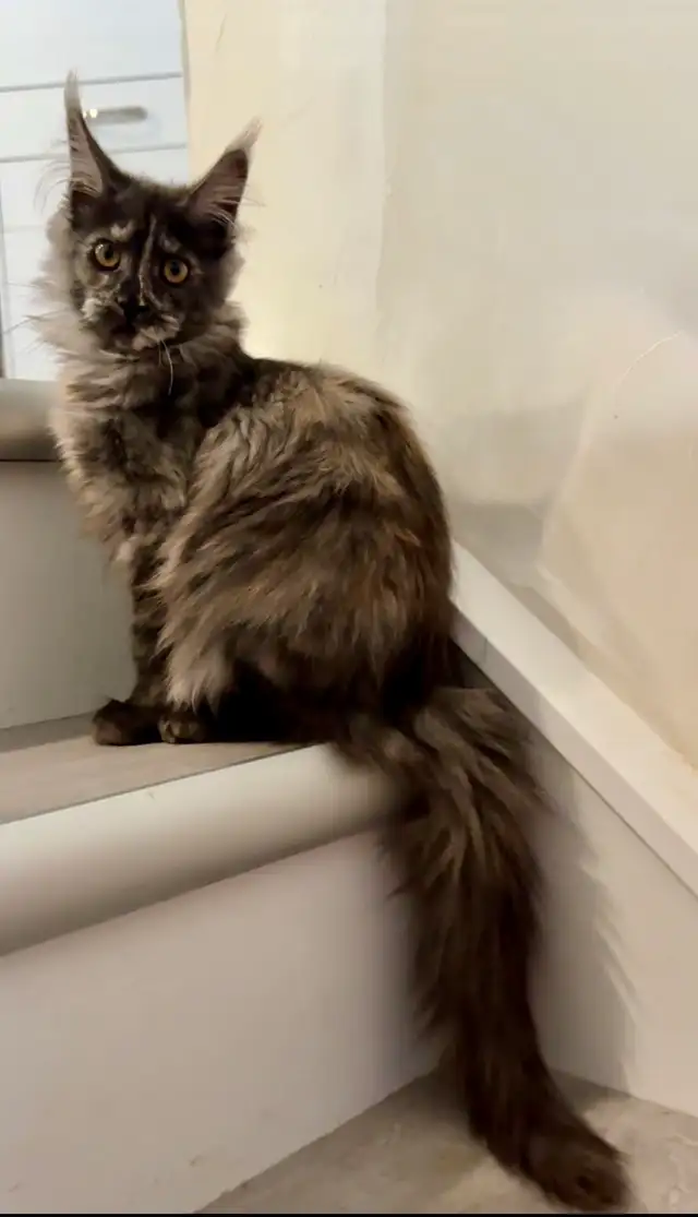 Magnificent Maine Coon Kittens – Ready for Forever Homes! - Photo 5