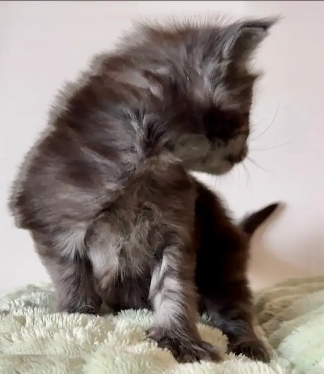 Magnificent Maine Coon Kittens – Ready for Forever Homes! - Photo 8