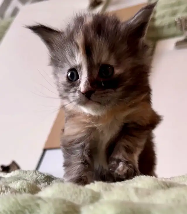 Magnificent Maine Coon Kittens – Ready for Forever Homes! - Photo 9