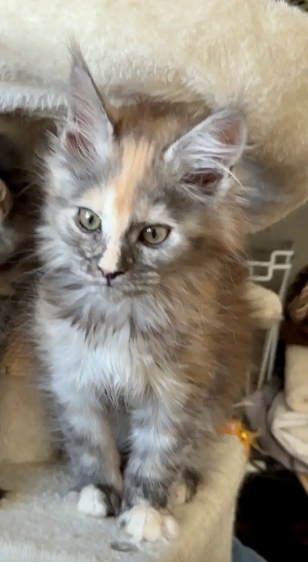 Magnificent Maine Coon Kittens – Ready for Forever Homes! - Photo 10