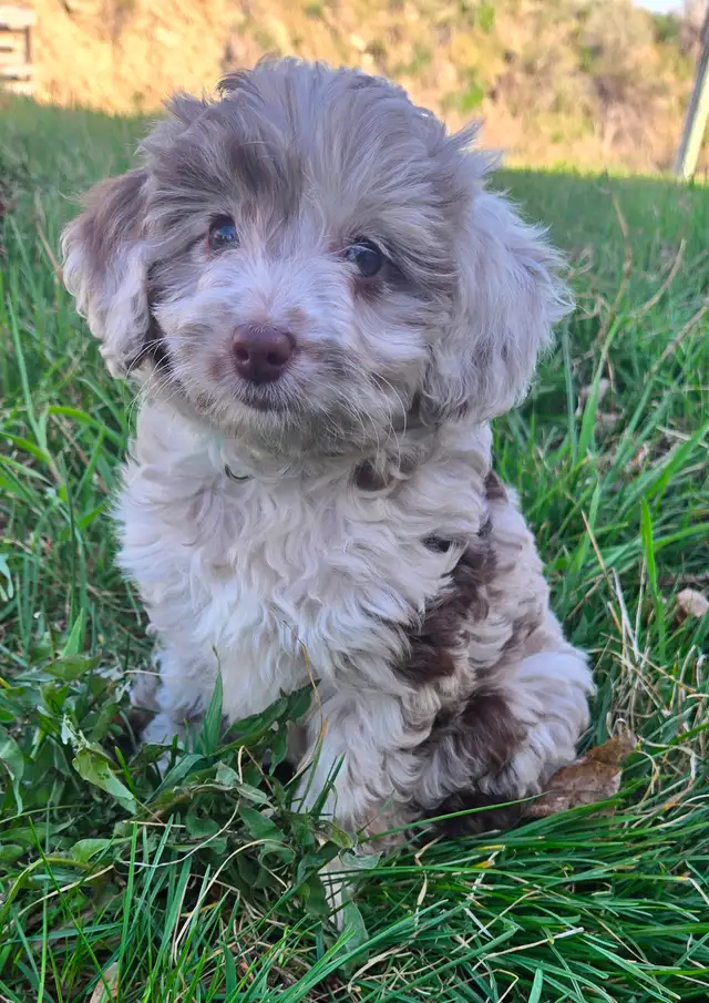 Multi-Generational Mini Aussiedoodles