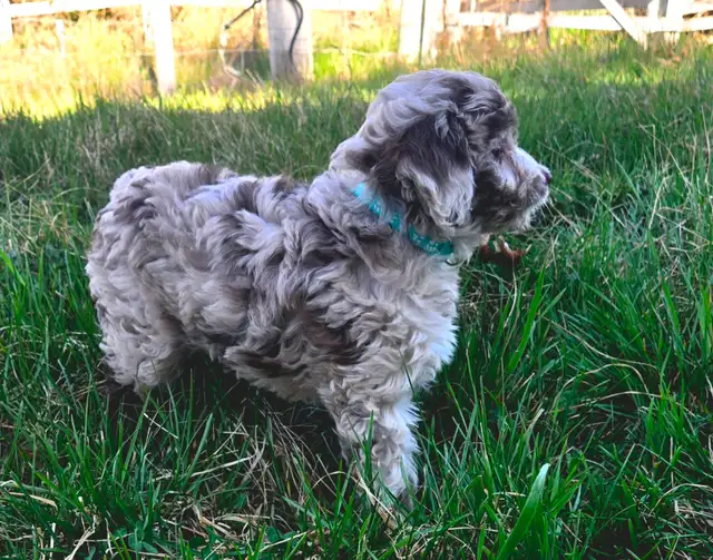 Multi-Generational Mini Aussiedoodles - Photo 2