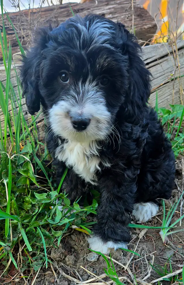 Multi-Generational Mini Aussiedoodles - Photo 3