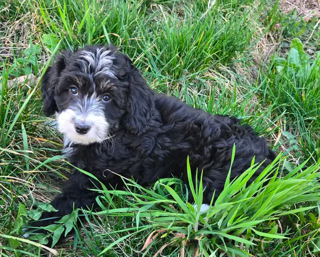 Multi-Generational Mini Aussiedoodles - Photo 4