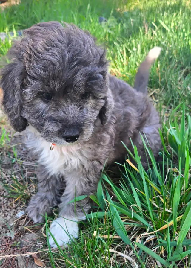 Multi-Generational Mini Aussiedoodles - Photo 5