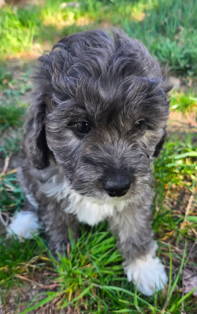 Multi-Generational Mini Aussiedoodles - Photo 6