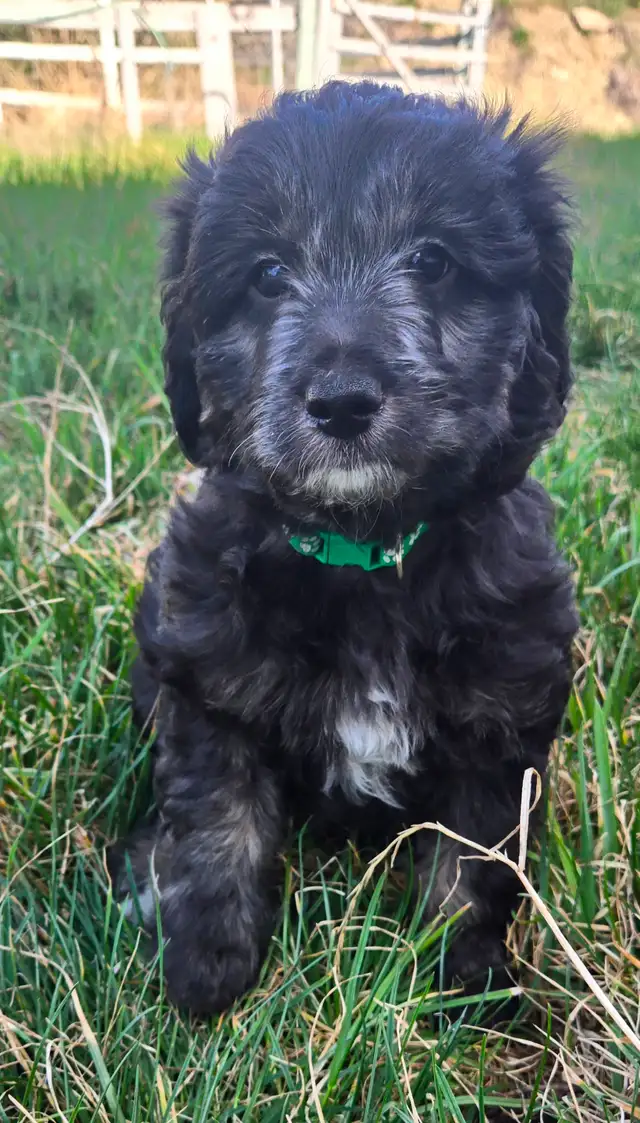 Multi-Generational Mini Aussiedoodles - Photo 7