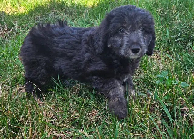 Multi-Generational Mini Aussiedoodles - Photo 8