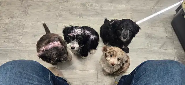 Multi-Generational Mini Aussiedoodles - Photo 9