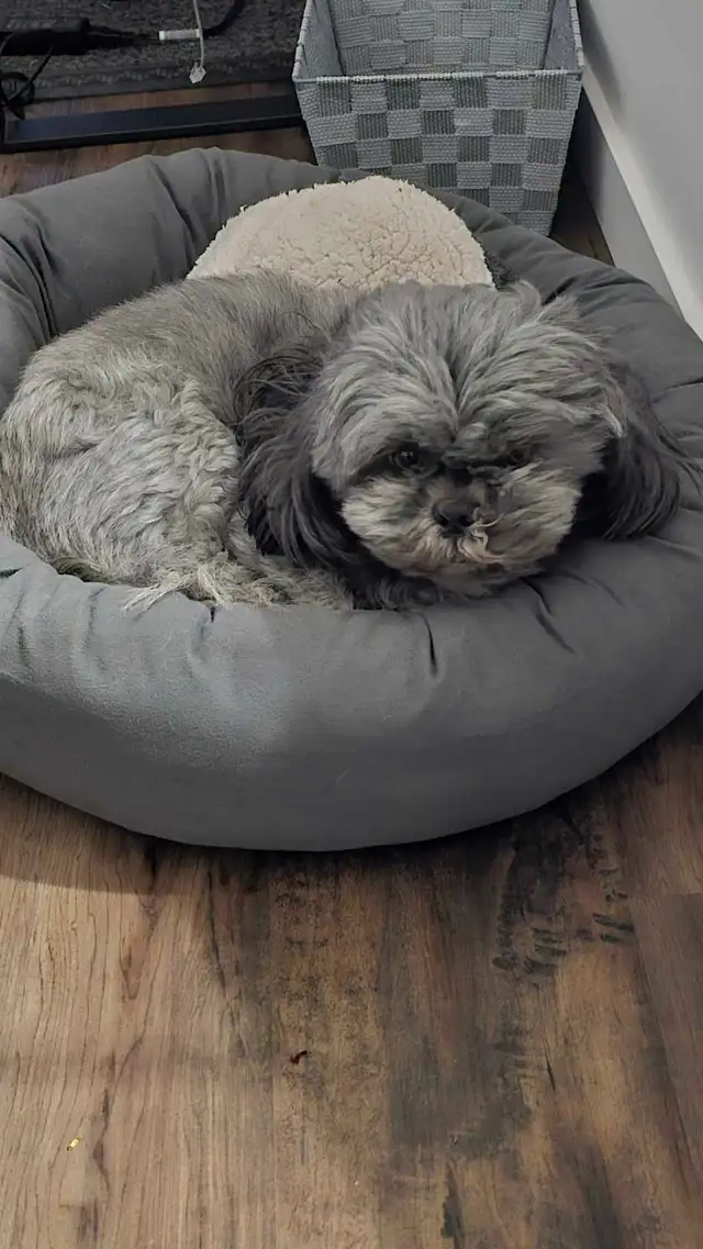 male shih tzu for rehoming