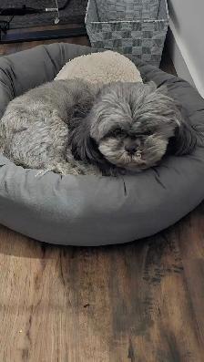 male shih tzu for rehoming