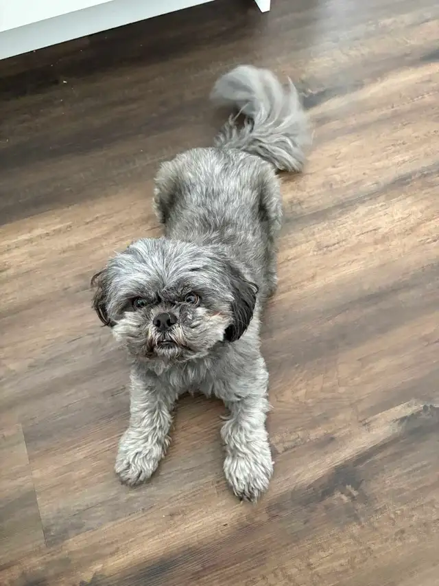 male shih tzu for rehoming - Photo 2