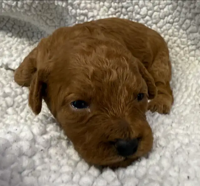 miniature poodles puppies