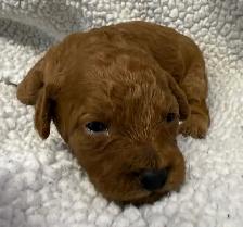 miniature poodles puppies